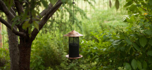 Bird Feeder