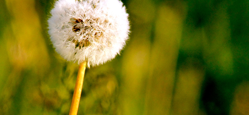 Dandelion