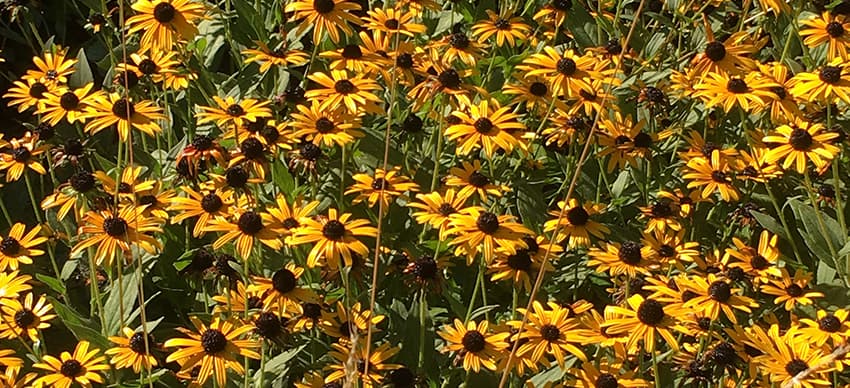 A bush of black eyed susan flowers